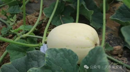 吃脆瓜为什么拉黑便,揭秘为何食用脆瓜后引发黑便现象