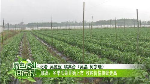 雷州瓜菜今日收购价,价格波动解析与市场动态一览”