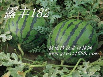 小瓜今日报价官网,实时行情一览，洞察市场动态”
