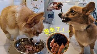 黑犬咬人白犬吃瓜视频在线观看,一场网络视频的意外爆红