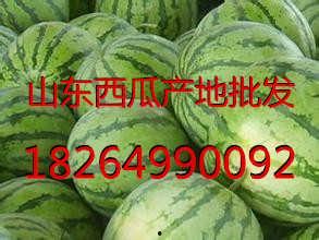 山东今日小瓜价格行情最新,波动中寻稳，市场供需动态解析