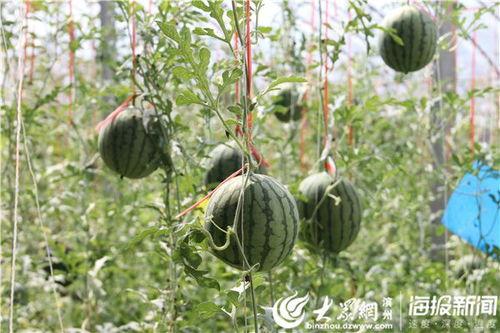 文山热门吃瓜事件视频,最新吃瓜事件视频曝光，真相究竟如何？