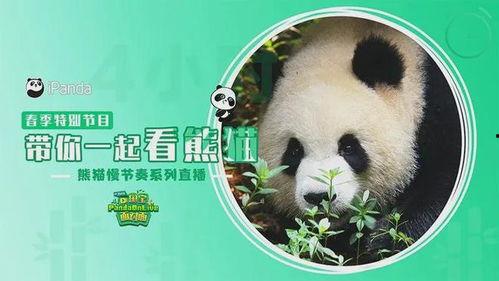熊猫明星网红有哪些,萌态可掬的“网红熊猫”魅力无限