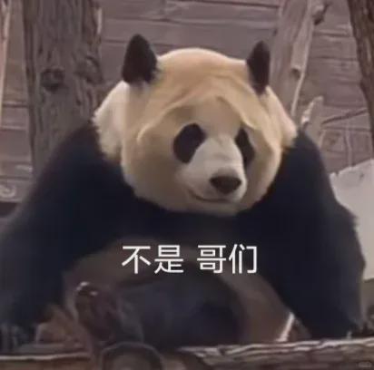 熊猫明星网红有哪些,萌态可掬的“网红熊猫”魅力无限