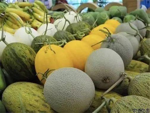 乐东县哈密瓜价格今日价,价格行情一览