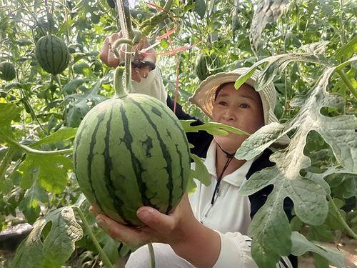 北海小吊瓜今日价格行情,价格行情一览”