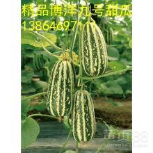 山东博洋瓜今日零价行情,瓜果飘香，价格走低，市民实惠享丰收