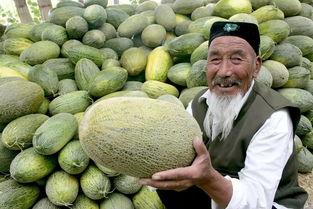 哈密瓜今日零售价,新鲜美味尽享实惠