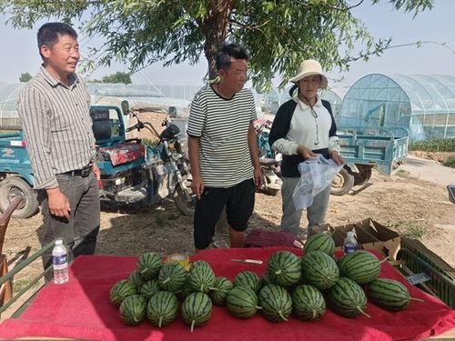 章丘小吊瓜今日报价,新鲜上市，价格实惠，抢购从速！