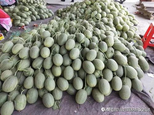章丘小吊瓜今日报价,新鲜上市，价格实惠，抢购从速！