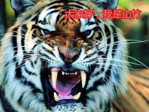 老虎热门大瓜每日更新,每日新鲜爆料，揭秘娱乐圈风云变幻