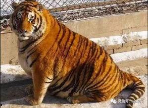 老虎热门大瓜每日更新,每日新鲜爆料，揭秘娱乐圈风云变幻