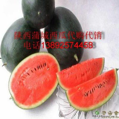 蒲城吊瓜今日价格多少钱,行情波动下的市场动态