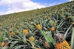 今日徐闻瓜菜行情怎么样,徐闻瓜菜市场行情实时概览